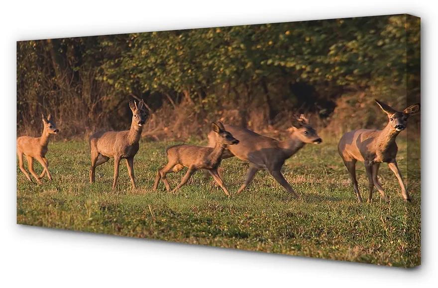 Quadro su tela Deer Sunrise Field 100x50 cm