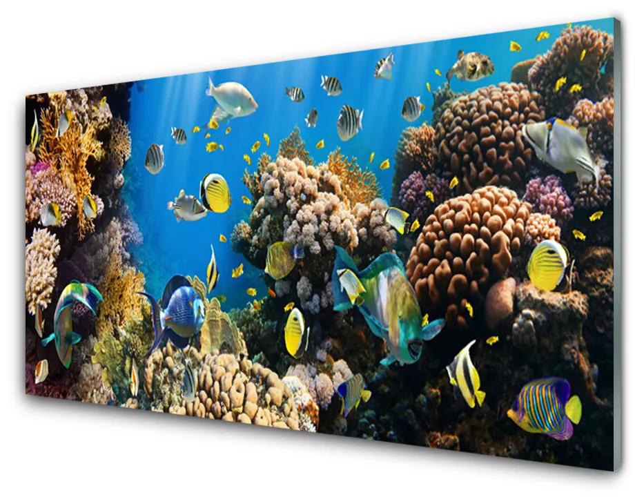 Quadro vetro acrilico Natura della barriera corallina 100x50 cm