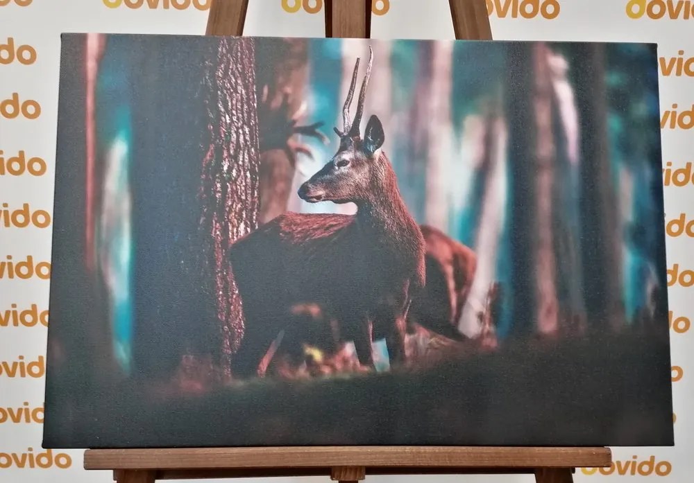 Quadro su tela – Cervo nella foresta di pini