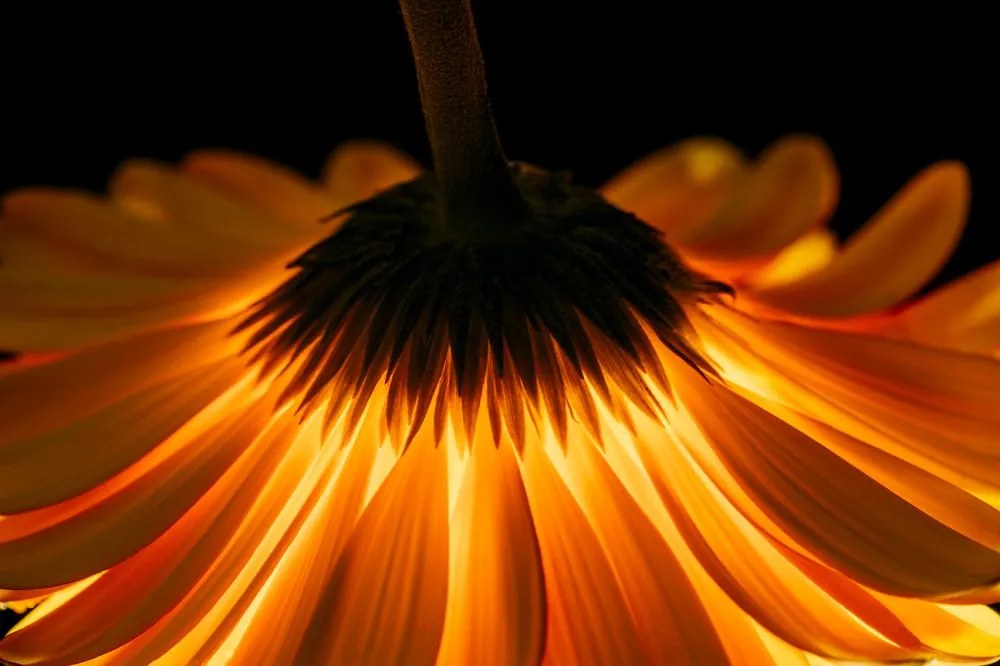 Carta da parati – Gerbera su sfondo scuro