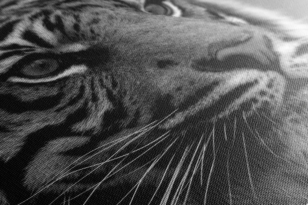 Stampa su tela – Tigre del Bengala in bianco e nero