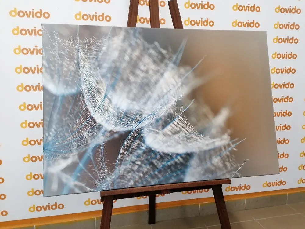 Quadro su tela – Macro soffione su sfondo