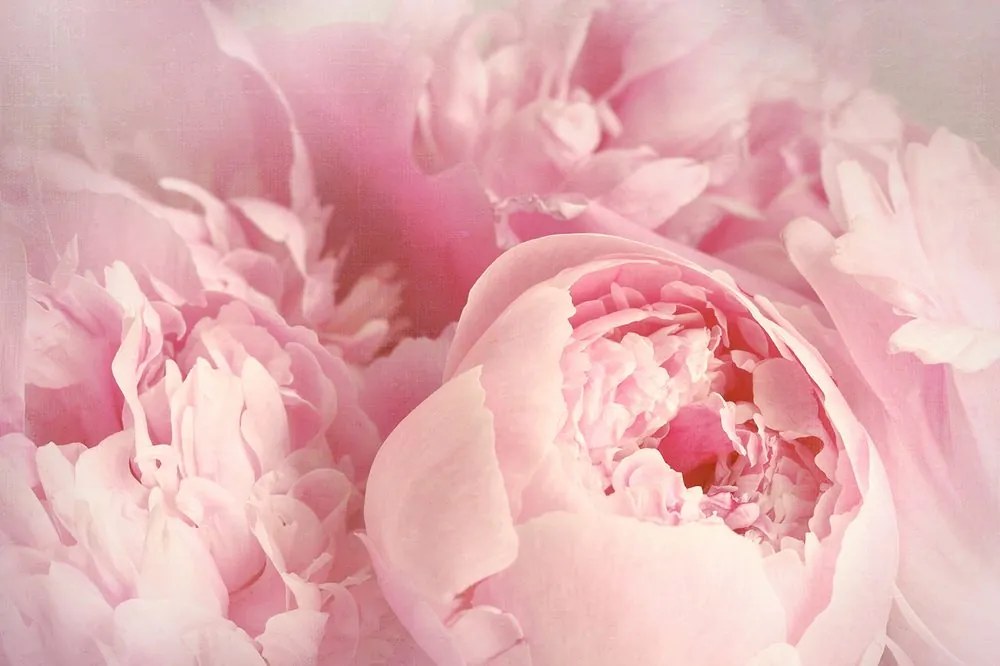 Carta da parati – Petali di fiore