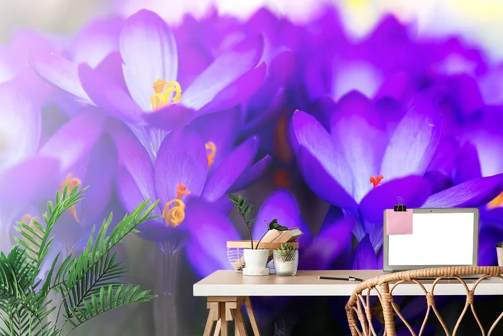 Carta da parati – Croco viola in fiore