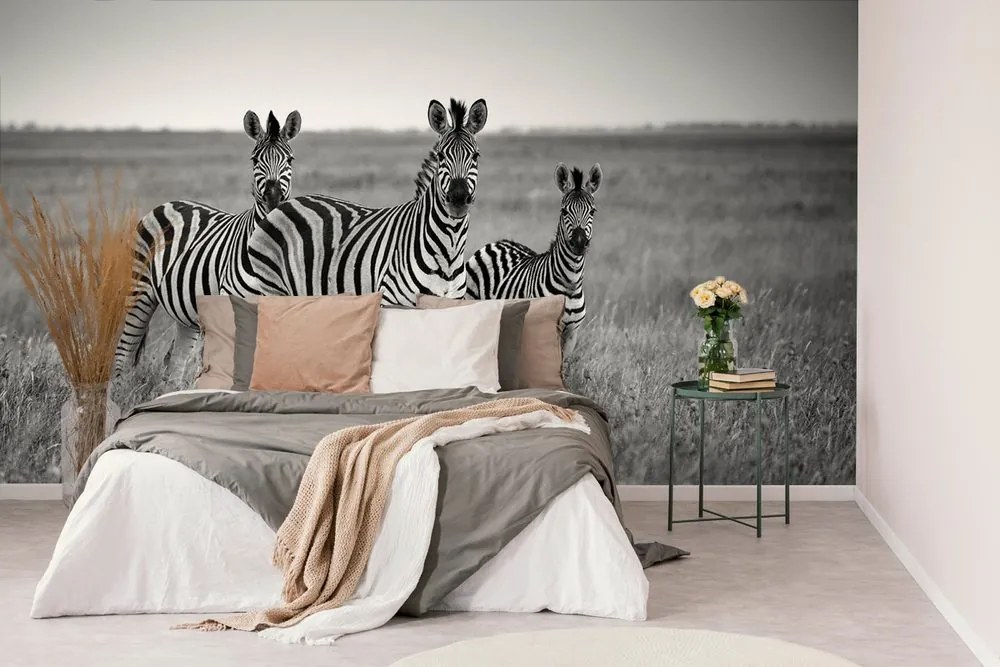 Carta da parati autoadesiva – Tre zebre in bianco e nero nella savana