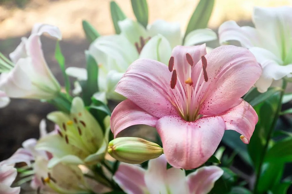 Carta da parati – Giglio rosa in fiore