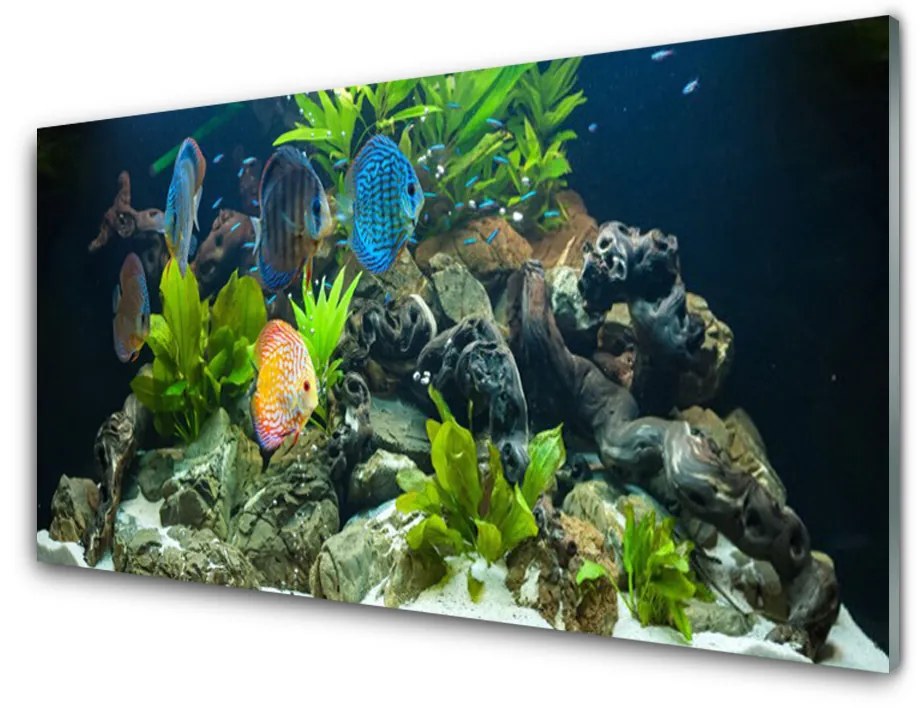 Pannello cucina paraschizzi Pesce d'acquario naturale 100x50 cm