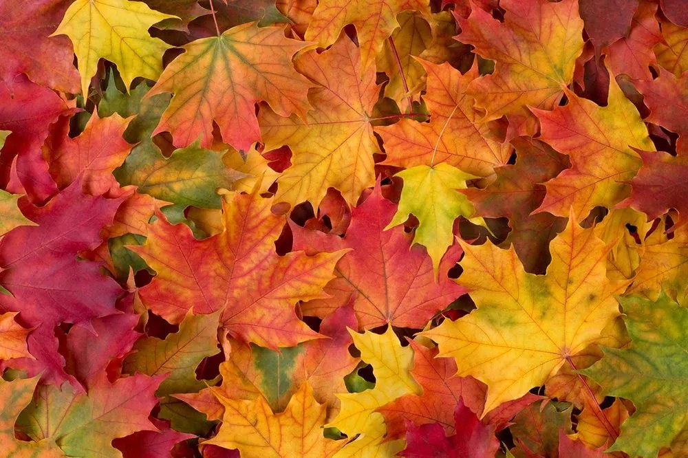 Carta da parati autoadesiva – Foglie d'autunno