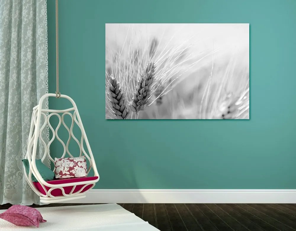 Stampa su tela – Campo di grano in bianco e nero