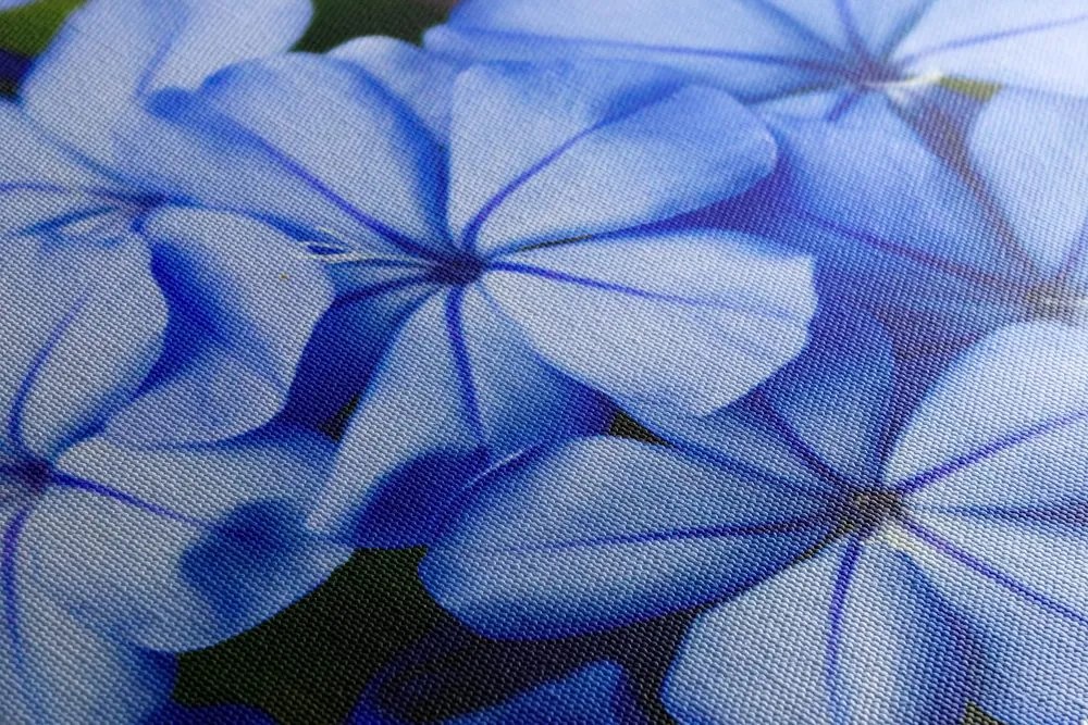 Quadro su tela – Fiori blu selvatici