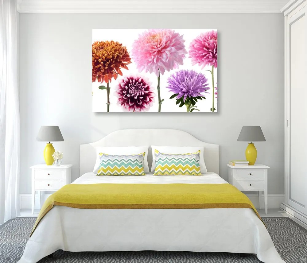 Stampa su tela – Fiori di dalia in design multicolore