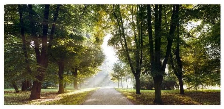 Fotomurale adesivo  Morning Walk III  Larghezza x Altezza Home decor 588x280