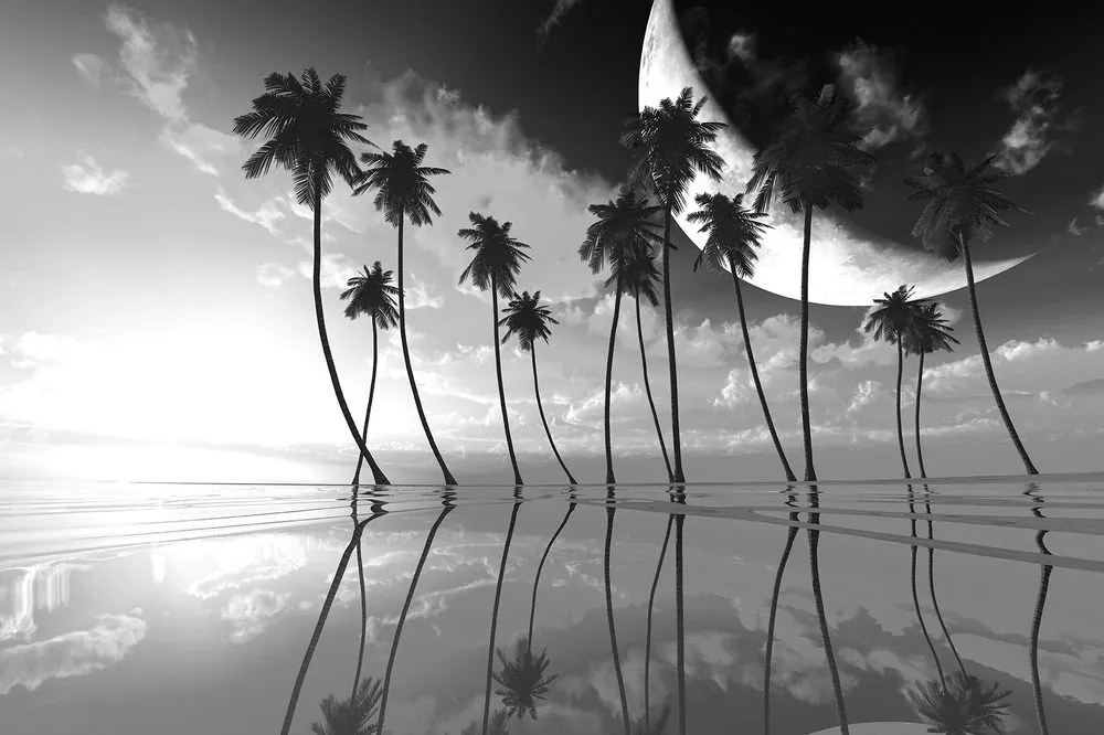 Carta da parati – Palme tropicali in bianco e nero
