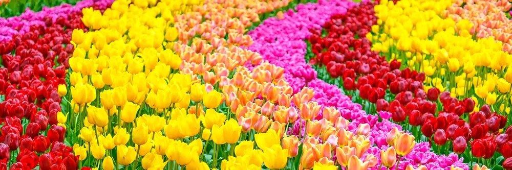 Stampa su tela – Tulipani variopinti