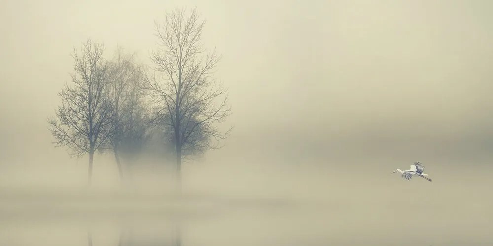 Stampa su tela – Alberi nella nebbia