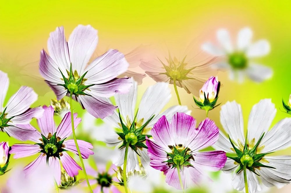 Carta da parati – Fiori da giardino