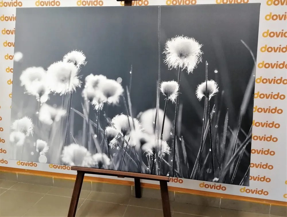 Quadro su tela – Erba di cotone in bianco e nero