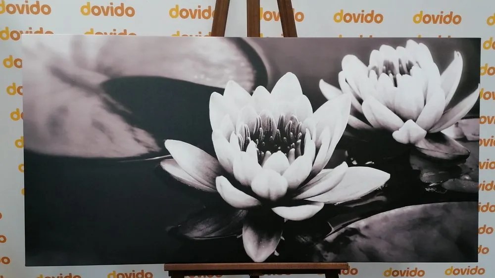 Stampa su tela – Fiore di loto nel lago in bianco e nero