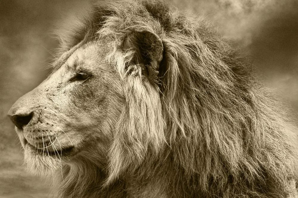 Stampa su tela – Leone africano in seppia