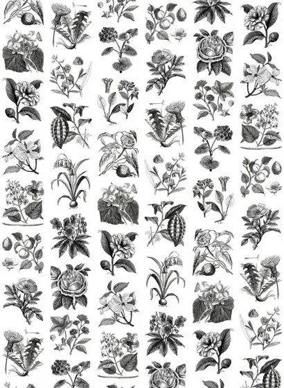 Rebel Walls Carta da parati panoramica Fruit & Flora - Black/ White