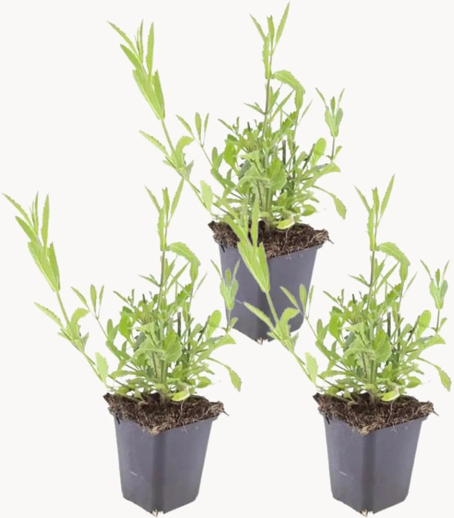 Set di 3 piante vere Verbena Bonariensis