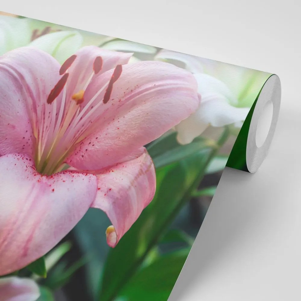 Carta da parati – Giglio rosa in fiore