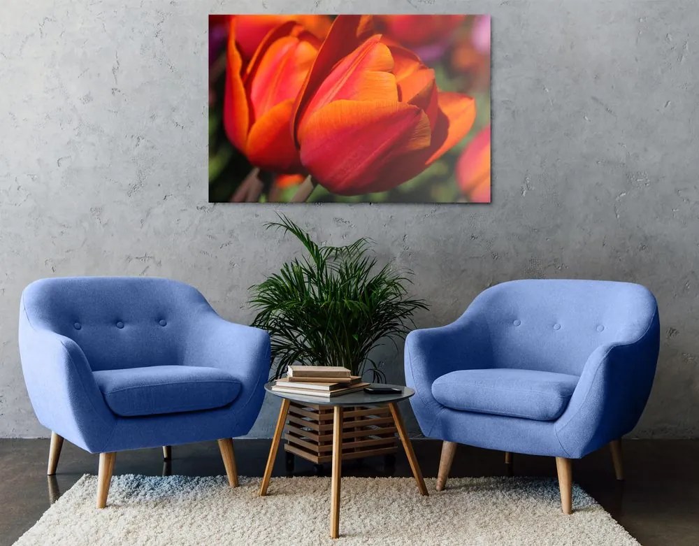 Quadro su tela – Tulipani meravigliosi sul prato