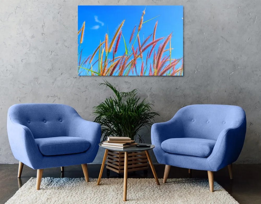 Quadro su tela – Erba selvaggia sotto il cielo blu