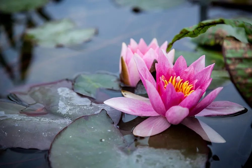 Carta da parati – Fiore di loto rosa