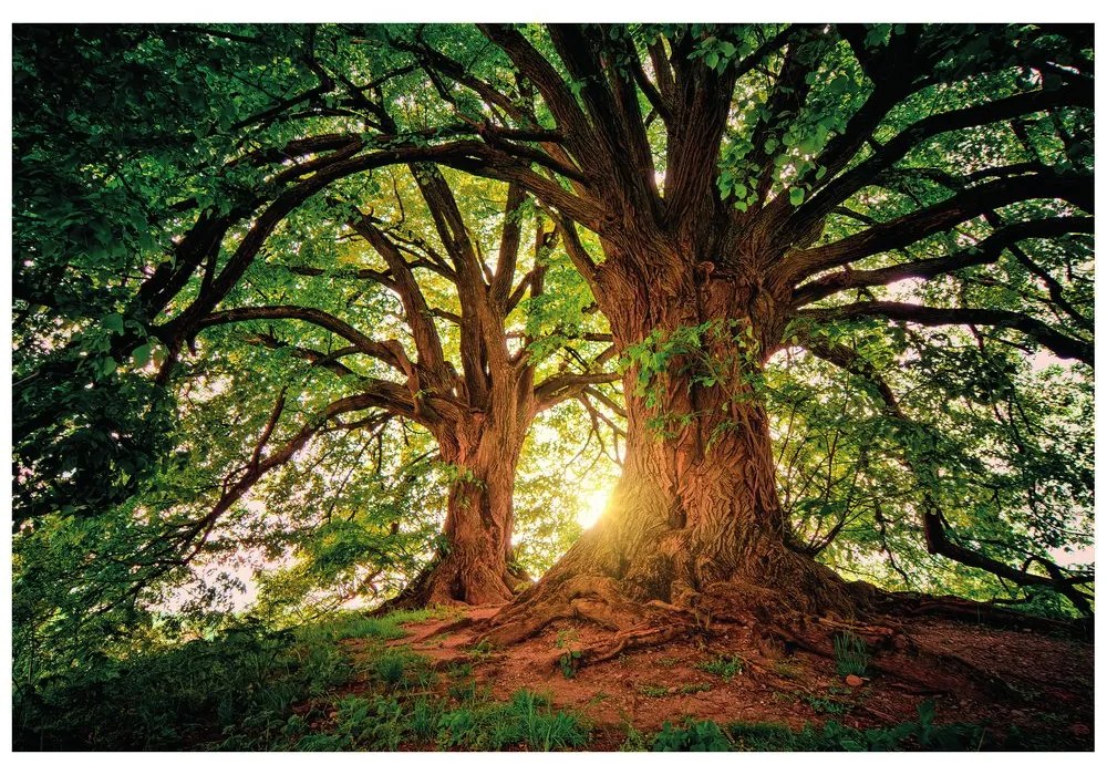 Carta da parati autoadesiva – Alberi maestosi