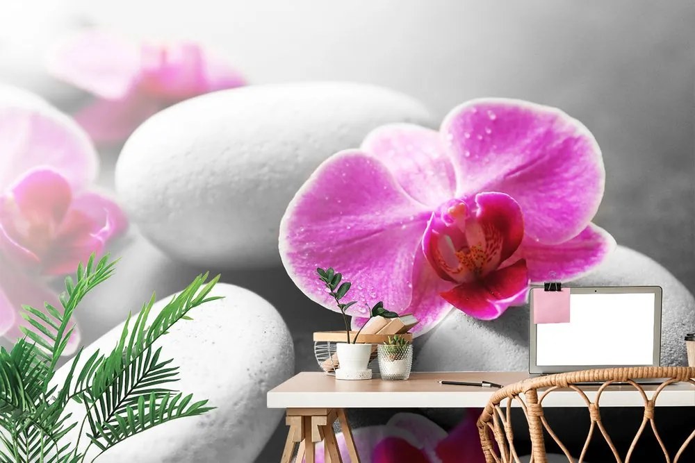Carta da parati – Fiori di orchidea su pietre