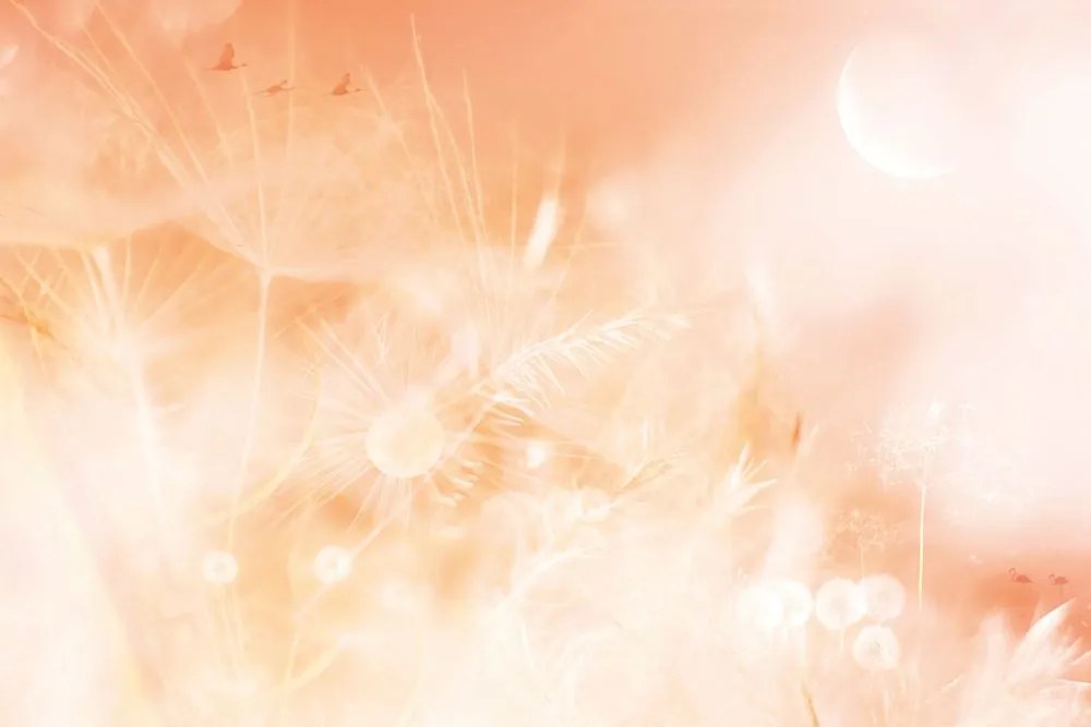 Carta da parati – Soffione al sorgere del sole Peach Fuzz