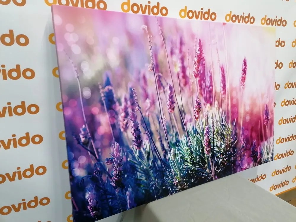 Quadro su tela – Fiori magici di lavanda