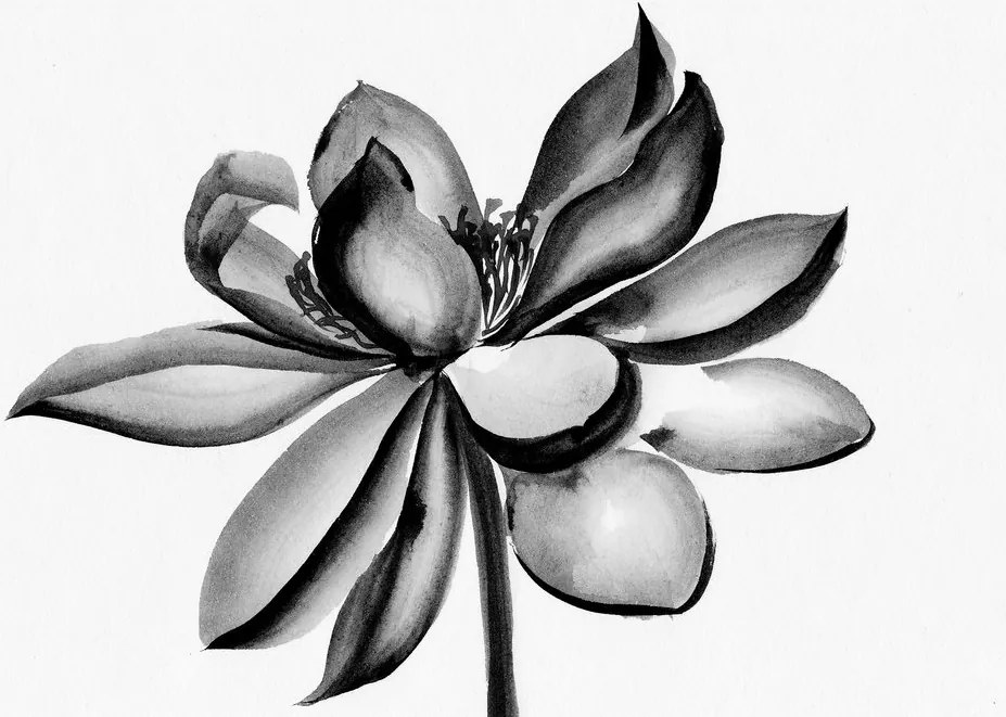 Quadro su tela – Fiore di loto acquerellato in bianco e nero