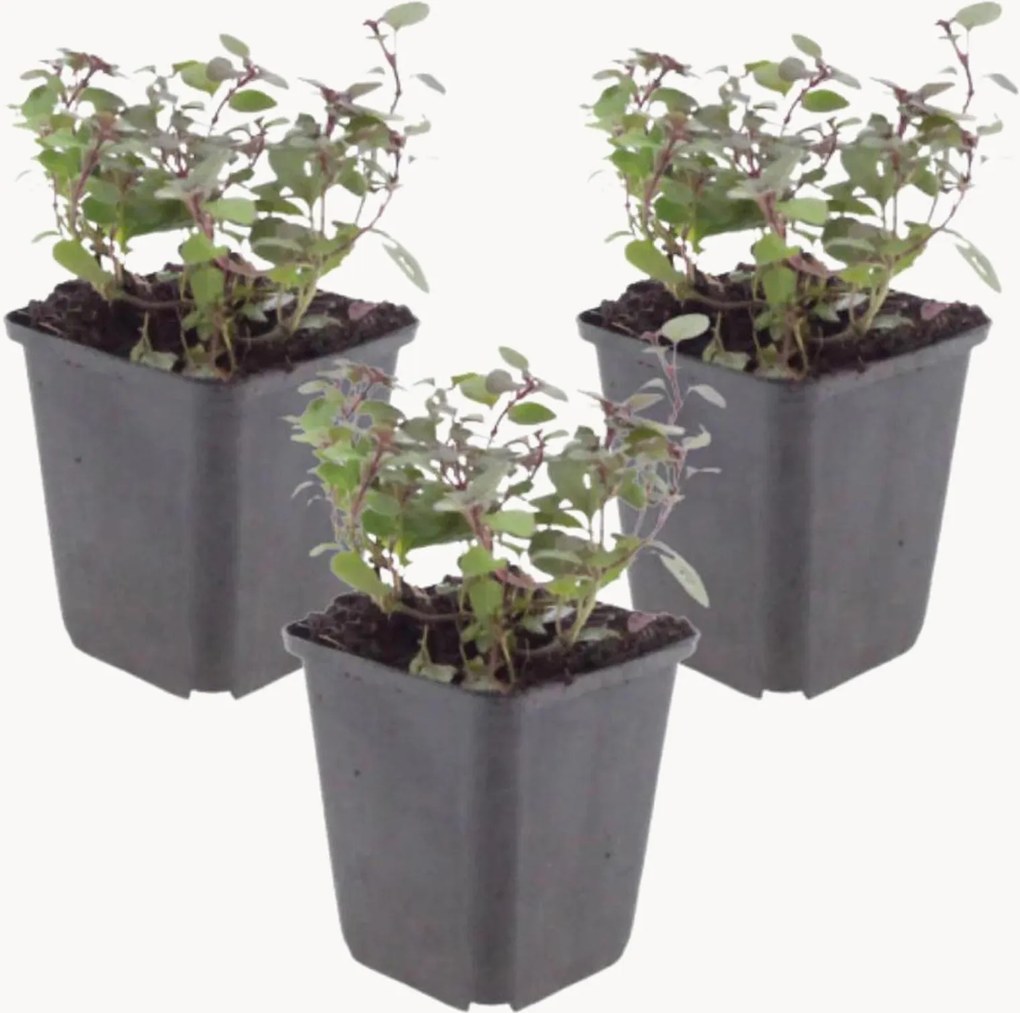 Set di 3 piante vere Oregano Origanum laevigatum Herrenhausen