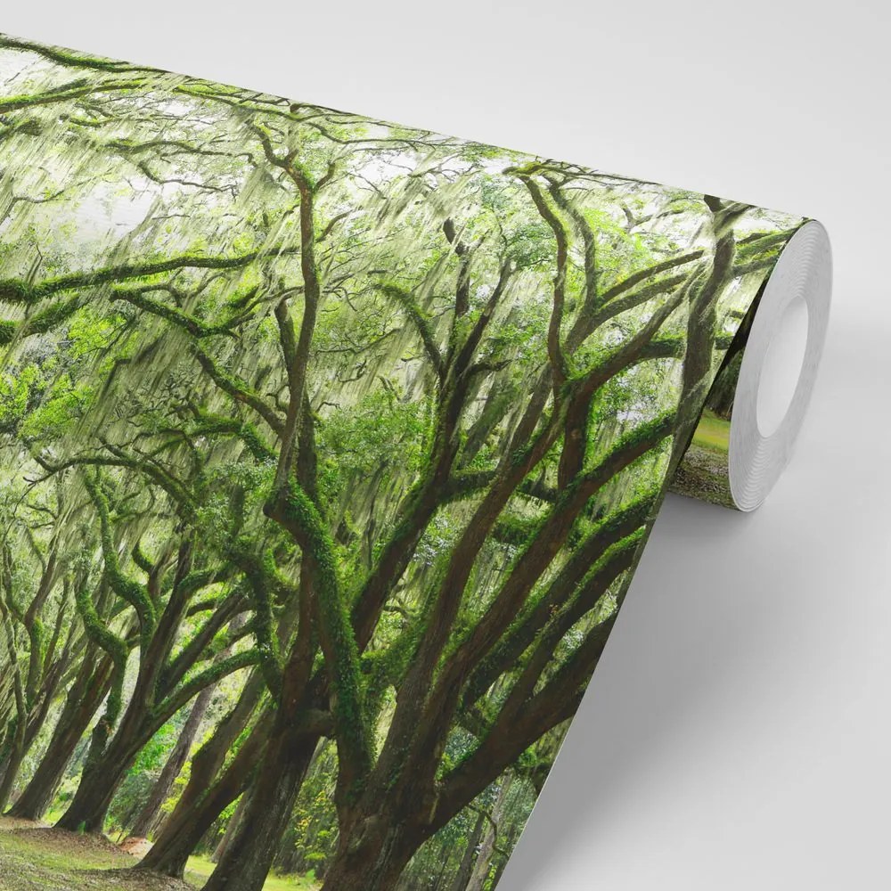 Fotomurale – Alberi in abbraccio