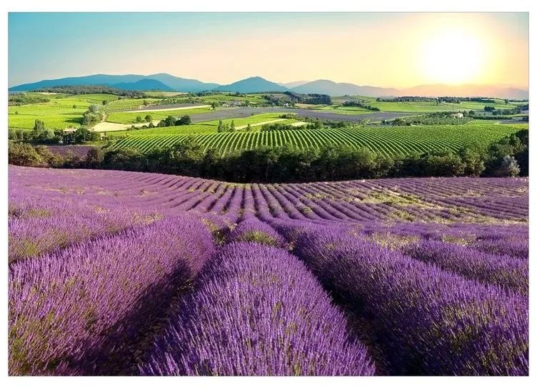 Fotomurale adesivo  Lavender Field  Larghezza x Altezza Home decor 196x140