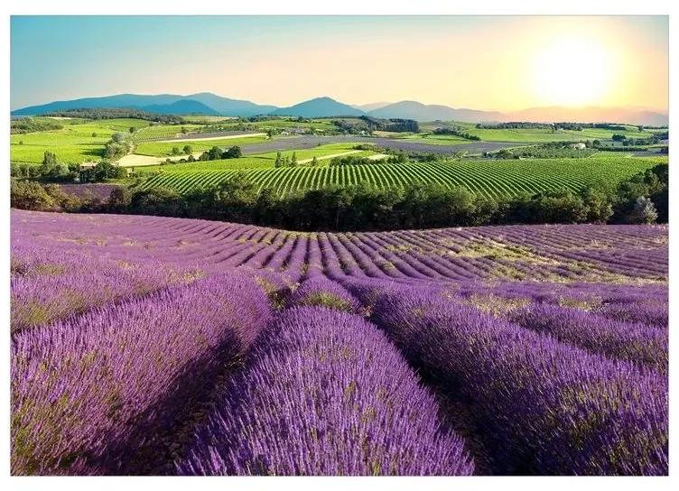 Fotomurale adesivo Lavender Field