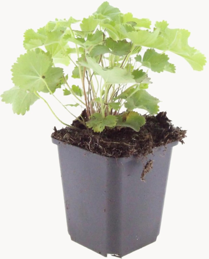 Set di 12 piante vere Lady's Mantle Alchemilla Mollis