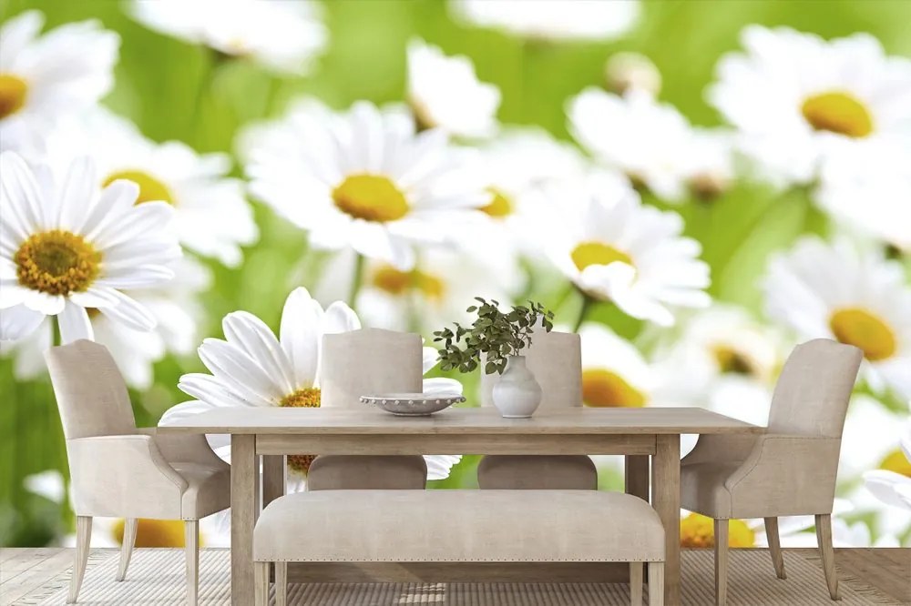 Carta da parati – Prato primaverile pieno di fiori
