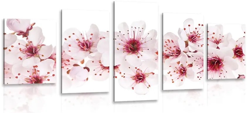 Quadri 5 pezzi – Fiori di ciliegio