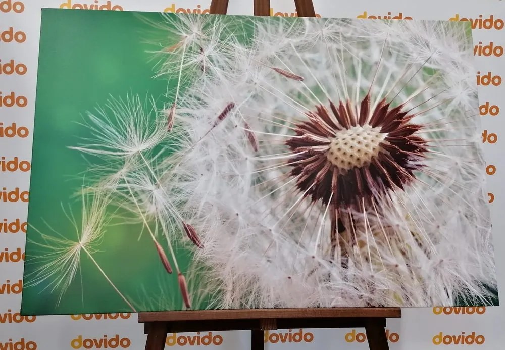 Quadro su tela – Semi di soffione