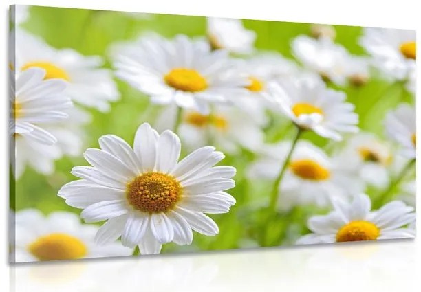 Quadro su tela – Prato primaverile pieno di fiori