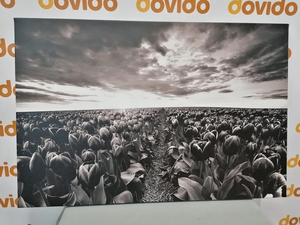 Quadro su tela – Alba sopra il prato con tulipani in bianco e nero