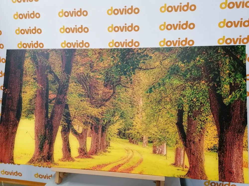 Quadro su tela – Sentiero nella foresta autunnale