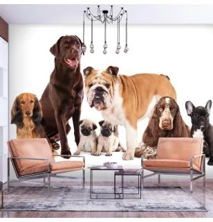 Carta da Parati Cani  Accucciati Premium 250x175