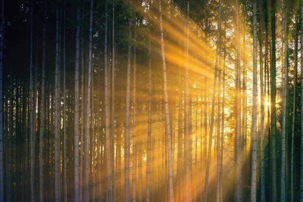Carta da parati – Sole dietro gli alberi