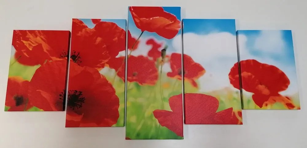 Quadri 5 pezzi – Fiori di papavero nel prato