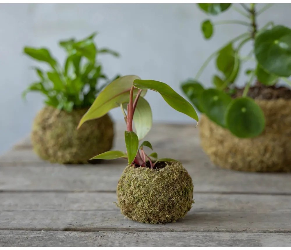 Vaso ø 9 cm Kokedama - Esschert Design