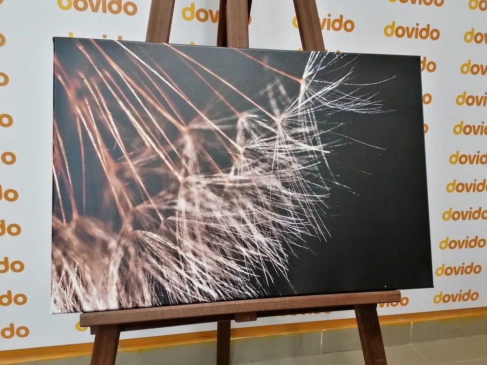 Quadro su tela – Bellezza del soffione